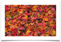 fallen leaves - Remembrance Saturday - Richard Nicholls